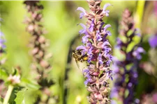 Salvia nemorosa 'Blue Bouquetta'®