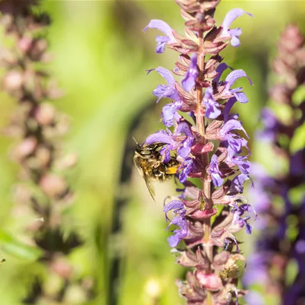 Salvia nemorosa 'Blue Bouquetta'®