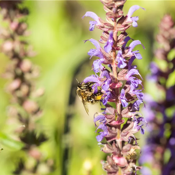 Salvia nemorosa 'Blue Bouquetta'®