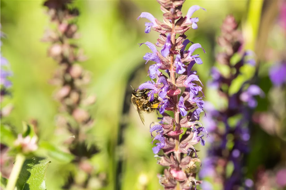 Salvia nemorosa 'Blue Bouquetta'®