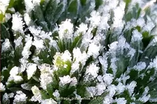 Saxifraga 'Pixie White'