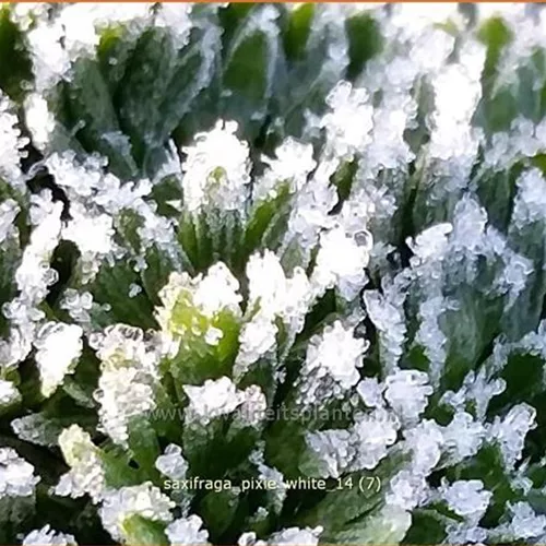 Saxifraga 'Pixie White'