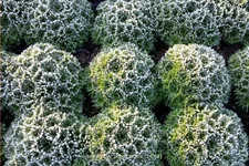Saxifraga 'Pixie White'