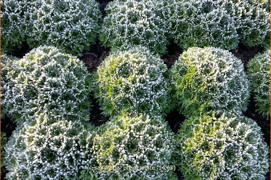 Saxifraga 'Pixie White'