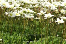 Saxifraga 'Pixie White'