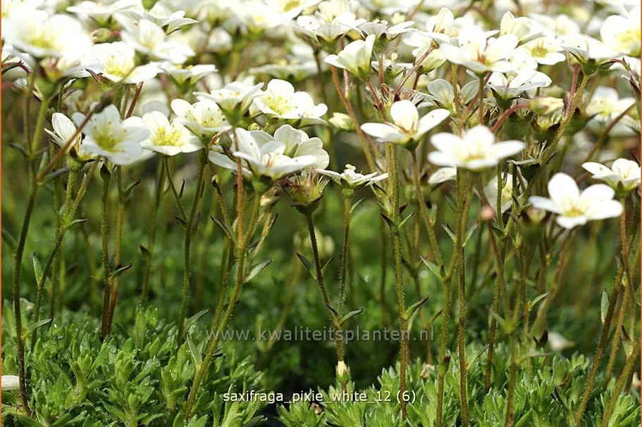 Saxifraga 'Pixie White'