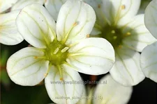 Saxifraga 'Pixie White'