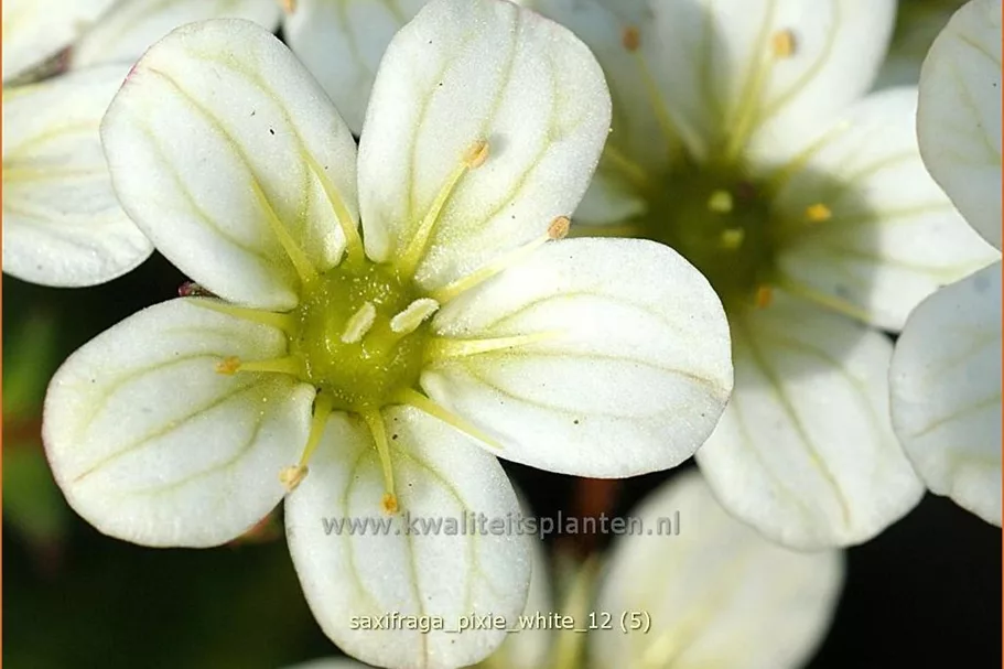 Saxifraga 'Pixie White'