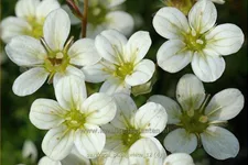 Saxifraga 'Pixie White'