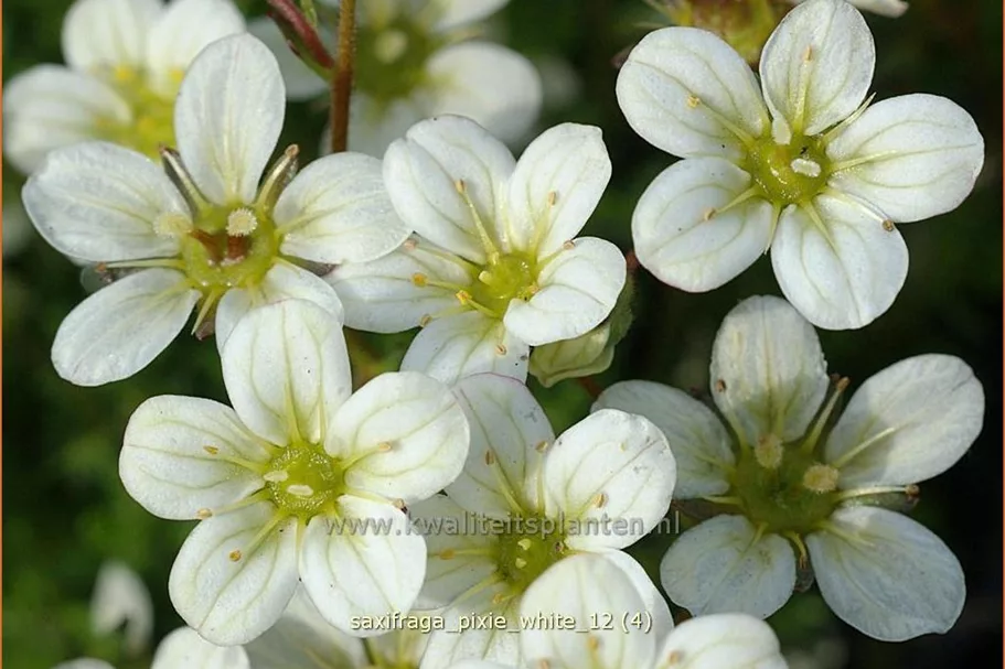 Saxifraga 'Pixie White'