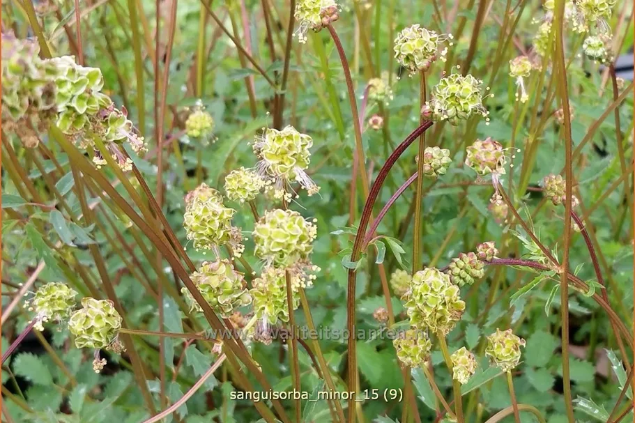 Sanguisorba minor