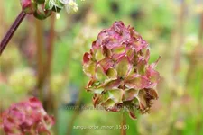 Sanguisorba minor