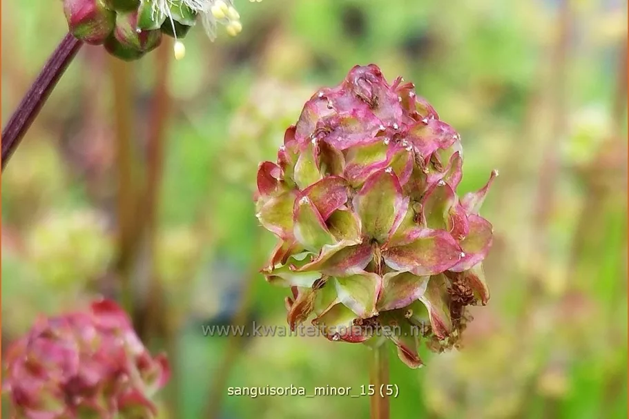Sanguisorba minor