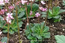 Saxifraga umbrosa 'Clarence Elliott'