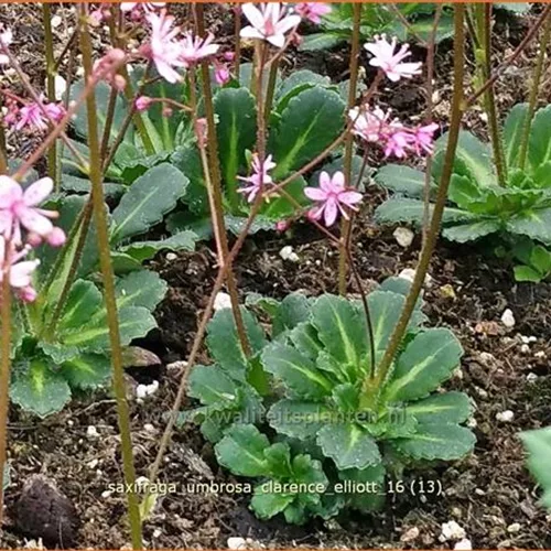 Saxifraga umbrosa 'Clarence Elliott'