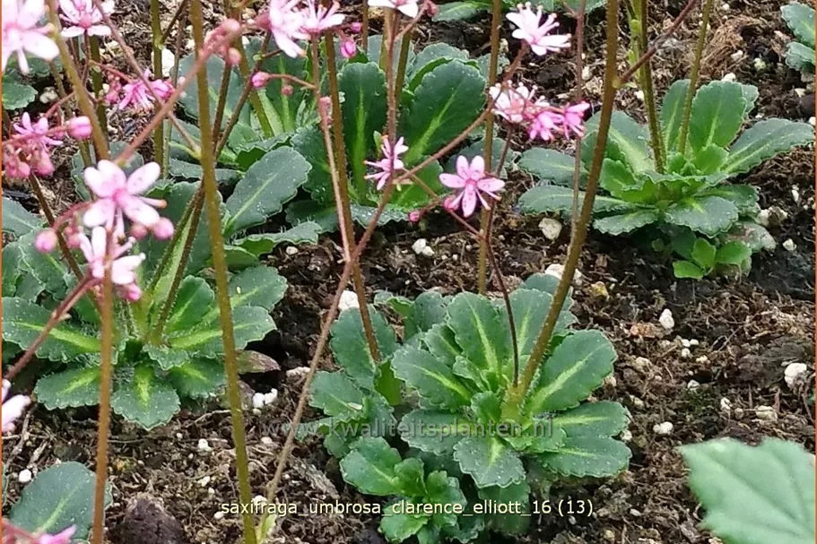 Saxifraga umbrosa 'Clarence Elliott'