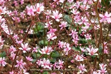Saxifraga umbrosa 'Clarence Elliott'