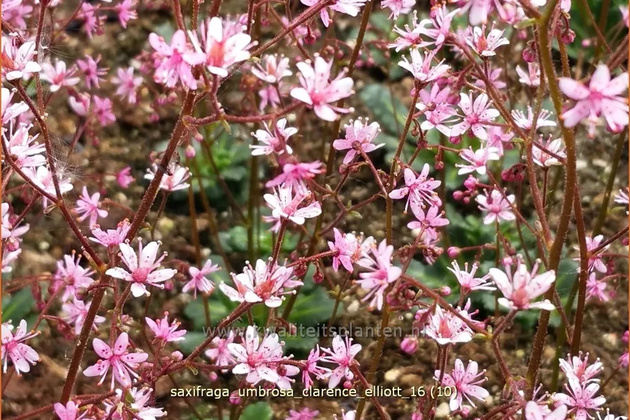 Saxifraga umbrosa 'Clarence Elliott'