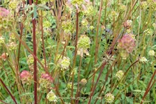 Sanguisorba minor