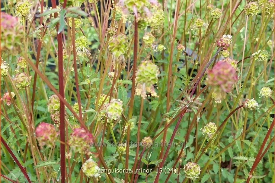 Sanguisorba minor