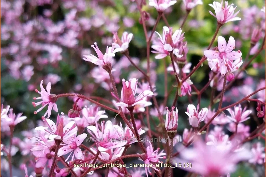 Saxifraga umbrosa 'Clarence Elliott'