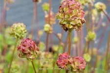 Sanguisorba minor