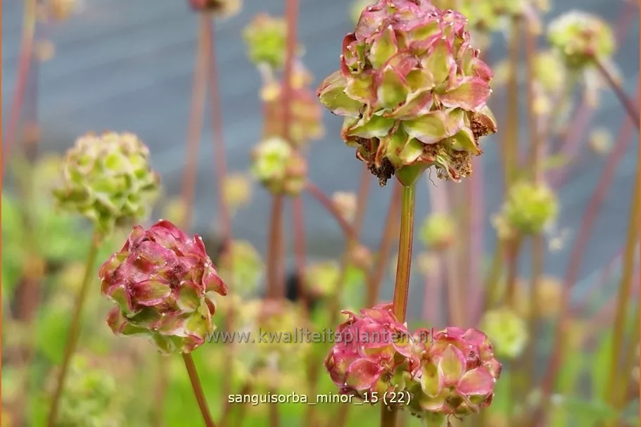 Sanguisorba minor