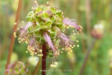 Sanguisorba minor