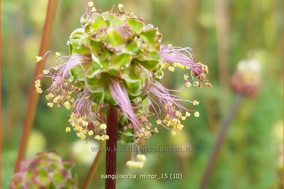 Sanguisorba minor