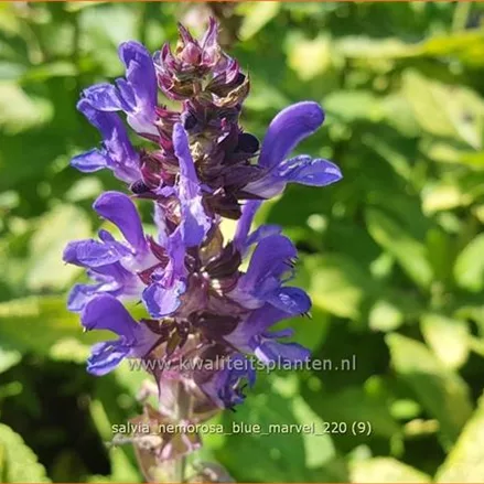 Salvia nemorosa 'Blue Marvel'