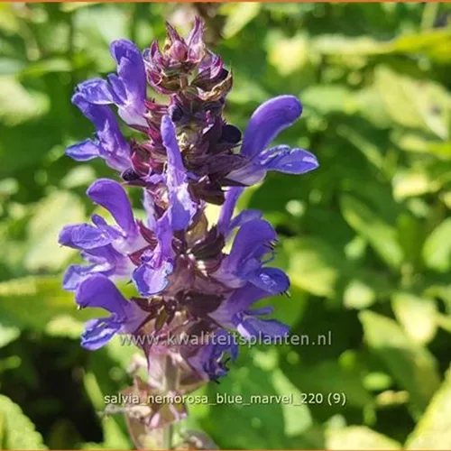 Salvia nemorosa 'Blue Marvel'