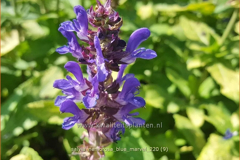 Salvia nemorosa 'Blue Marvel'