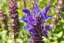 Salvia nemorosa 'Blue Marvel'