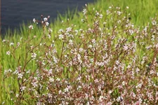 Saxifraga urbium