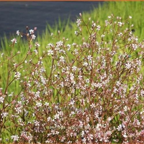 Saxifraga urbium