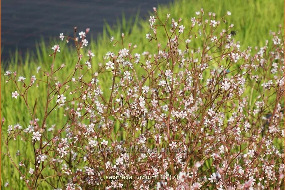 Saxifraga urbium