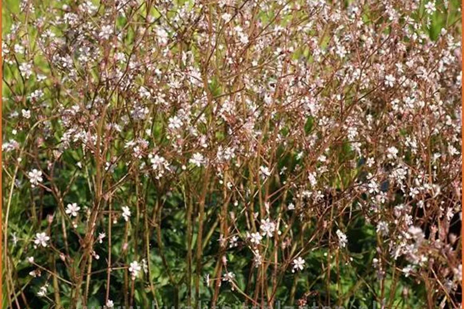 Saxifraga urbium