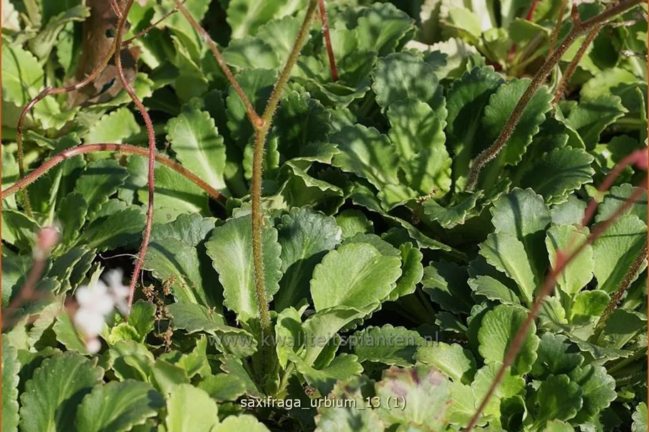 Saxifraga urbium
