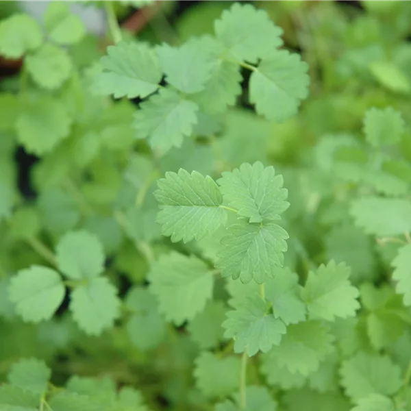 Sanguisorba minor