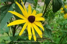 Rudbeckia subtomentosa 'Loofahsa Wheaton Gold'