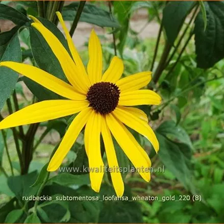 Rudbeckia subtomentosa 'Loofahsa Wheaton Gold'