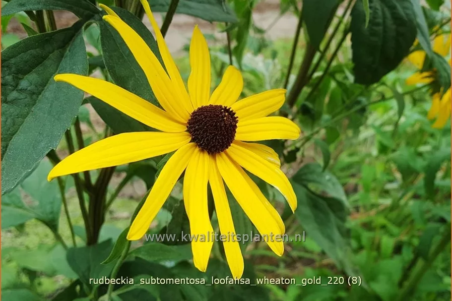 Rudbeckia subtomentosa 'Loofahsa Wheaton Gold'