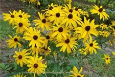 Rudbeckia subtomentosa 'Loofahsa Wheaton Gold'