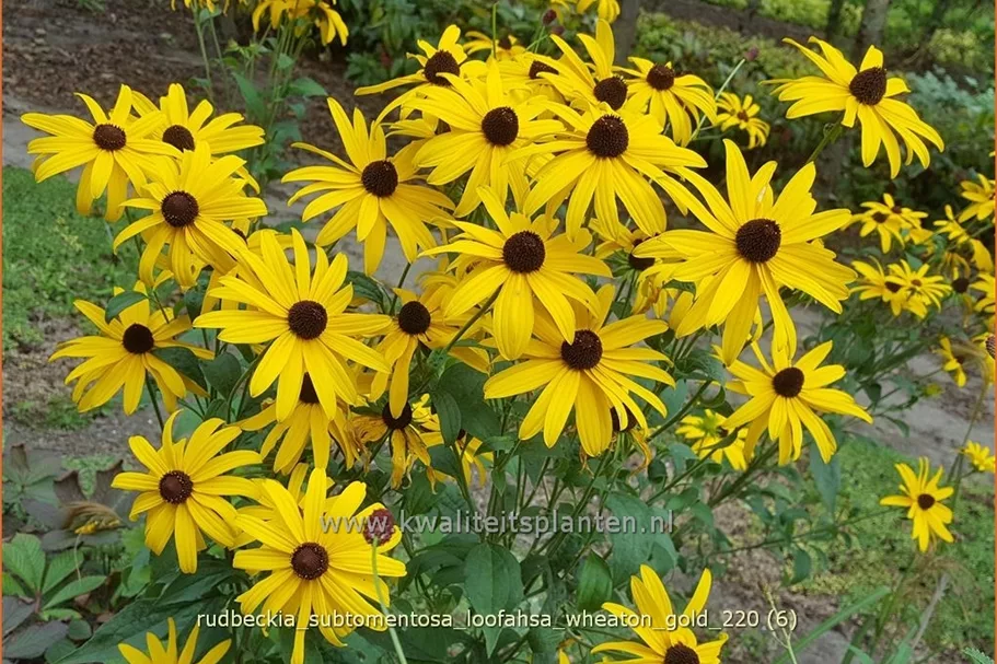 Rudbeckia subtomentosa 'Loofahsa Wheaton Gold'