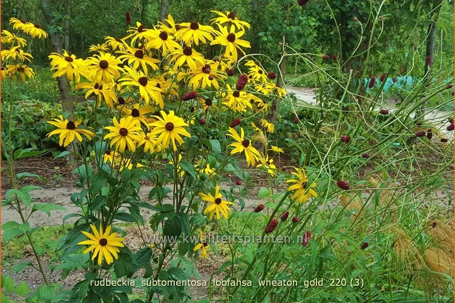 Rudbeckia subtomentosa 'Loofahsa Wheaton Gold'