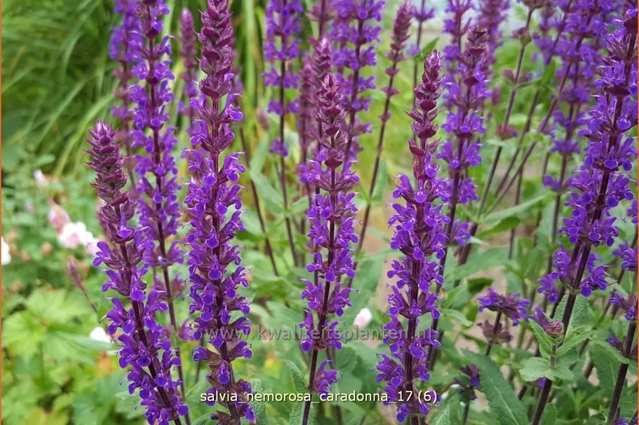 Salvia nemorosa 'Caradonna'
