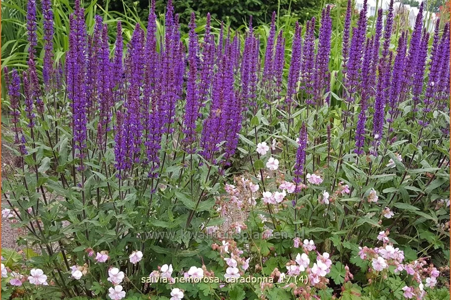 Salvia nemorosa 'Caradonna'