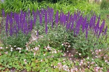 Salvia nemorosa 'Caradonna'