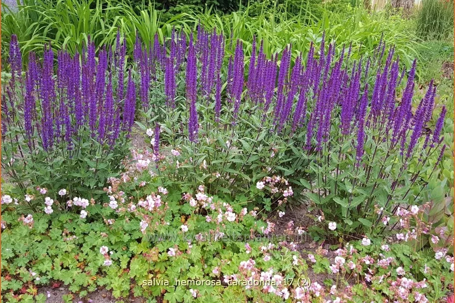 Salvia nemorosa 'Caradonna'