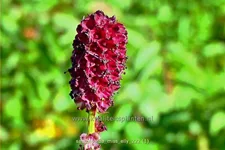 Sanguisorba 'Miss Elly'